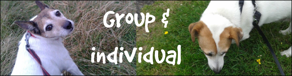 Group and individual dog walking